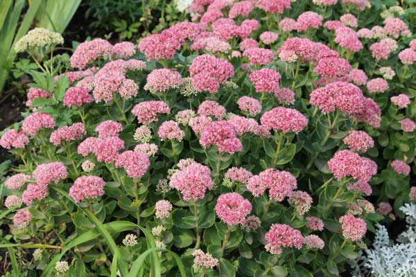 Imagen de Sedum spectabile del género Sedum