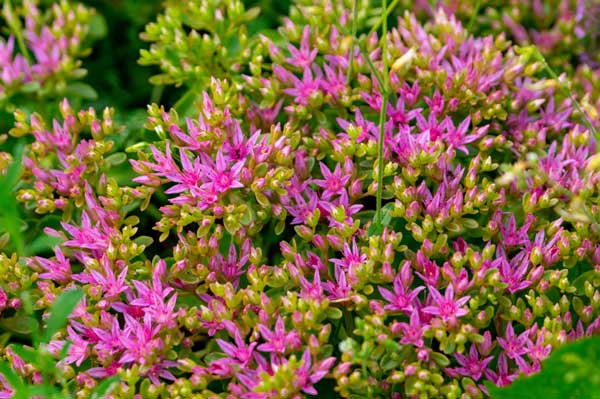 imagen de Sedum spurium del genero sedum