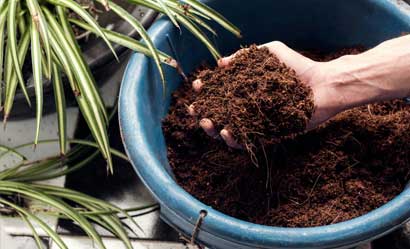 Sustratos para plantas de interior, exterior y huertos