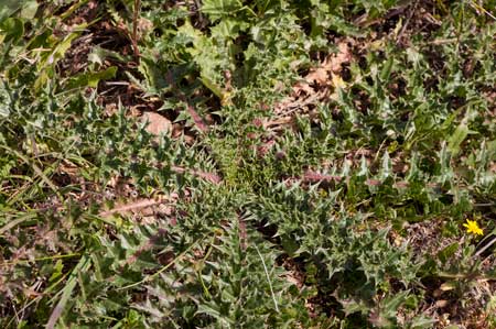 Tagarnina (scolymus hispanicus) planta silvestre comestible en forma rastrera
