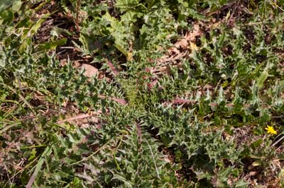 Tagarninas (Scolymus hispanicus) planta silvestre comestible del sur de Europa