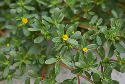 Verdolaga (Portulaca oleracea) es una planta silvestre comestible