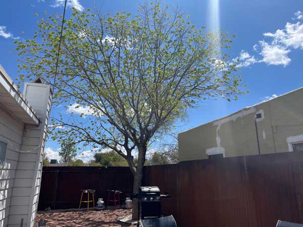 Imagen de árbol de Pistacho Chino en brotación