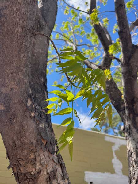 Detalle de las hojas de un árbol de Pistacho Chino