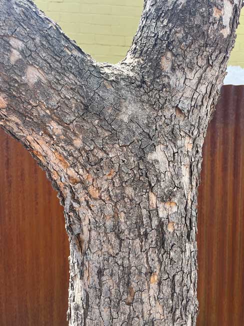 Detalle del tronco grisaceo de un árbol Pistacho Chino