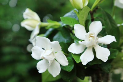 Gardenia jasminoide o jazmín del Cabo