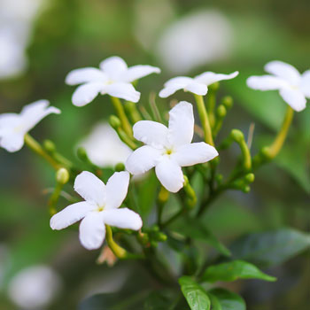 8 tipos de Jazmín | Belleza y aroma para tu jardín