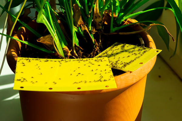 Trampas pegajosas; Remedios caseros para combatir plagas en plantas